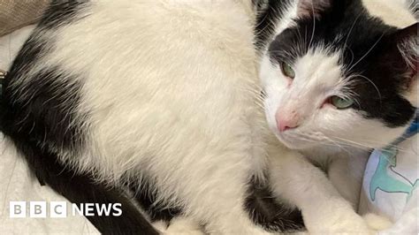 King's Lynn falls for 'Dave the Community Cat' .